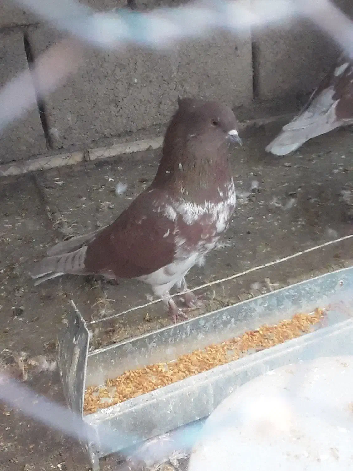 گرگی وسرخ پرشی|پرنده|تیران, |دیوار