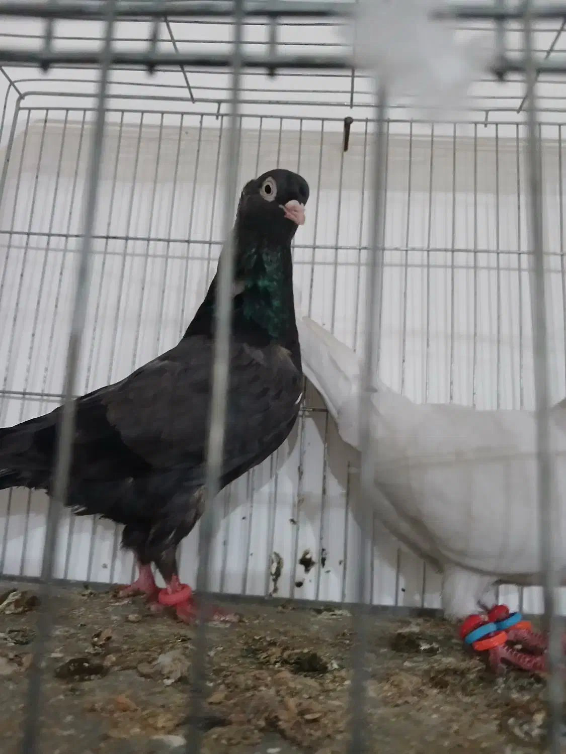 کبوتر|پرنده|مسجد سلیمان, |دیوار