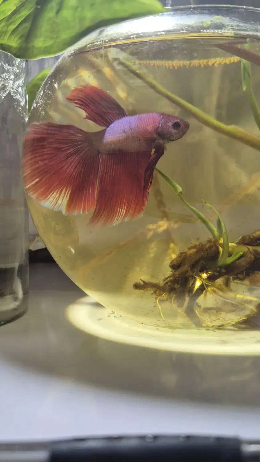 ماهی فایتر هافمون|ماهی|تبریز, |دیوار