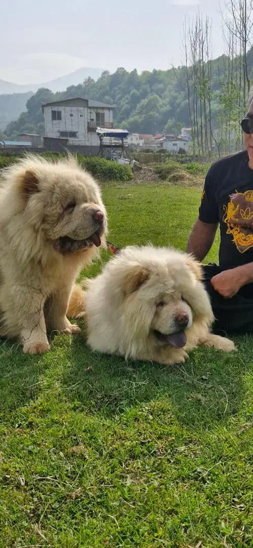 واگذاری توله چاوچاو پوزه فلت دو ماهه|سگ|بابل, |دیوار