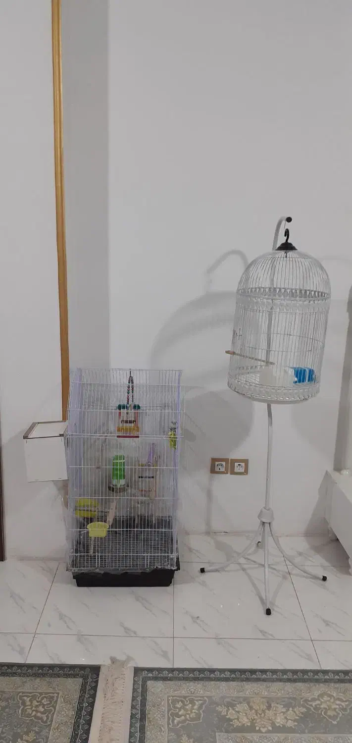 قفس پرنده|پرنده|شیروان (خراسان), |دیوار