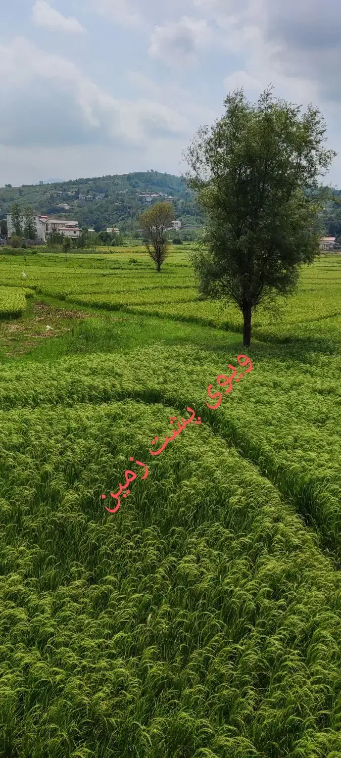 زمین به متراژ ۲۷۳ متر - دو طرف ویلاسازی شده|فروش زمین و ملک کلنگی|اطاقور, |دیوار