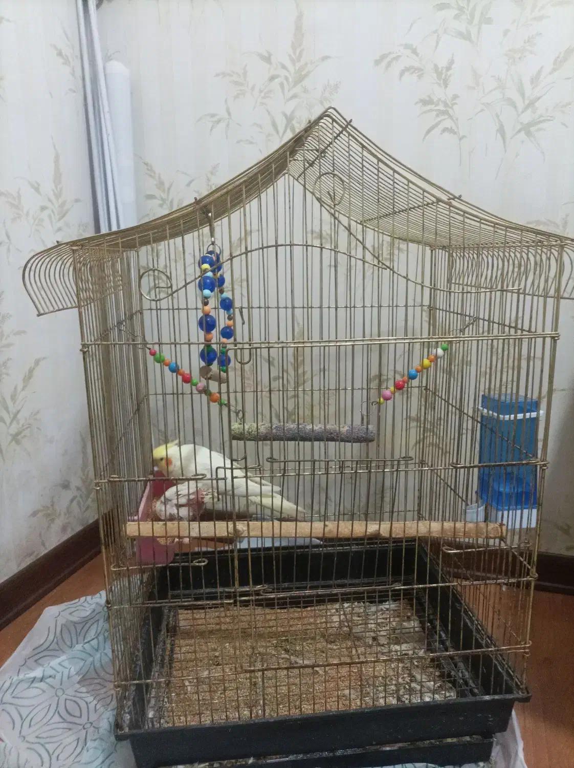 عروس هلندی باقفس|پرنده|کرج, پیشاهنگی|دیوار