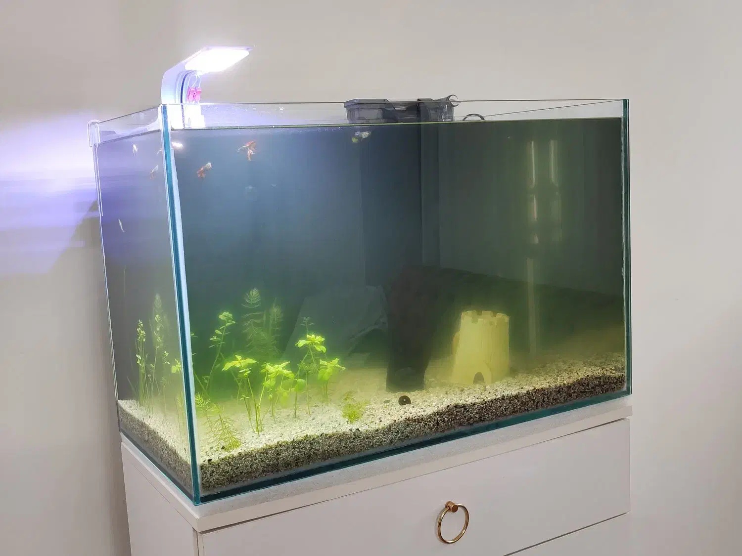 آکواریوم طرح ریملس|ماهی|بیرجند, |دیوار