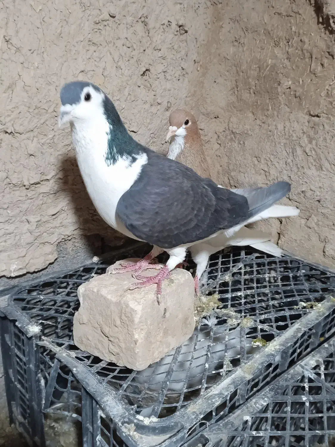 کبوتر شهری|پرنده|مرودشت, بیست متری بیمارستان|دیوار