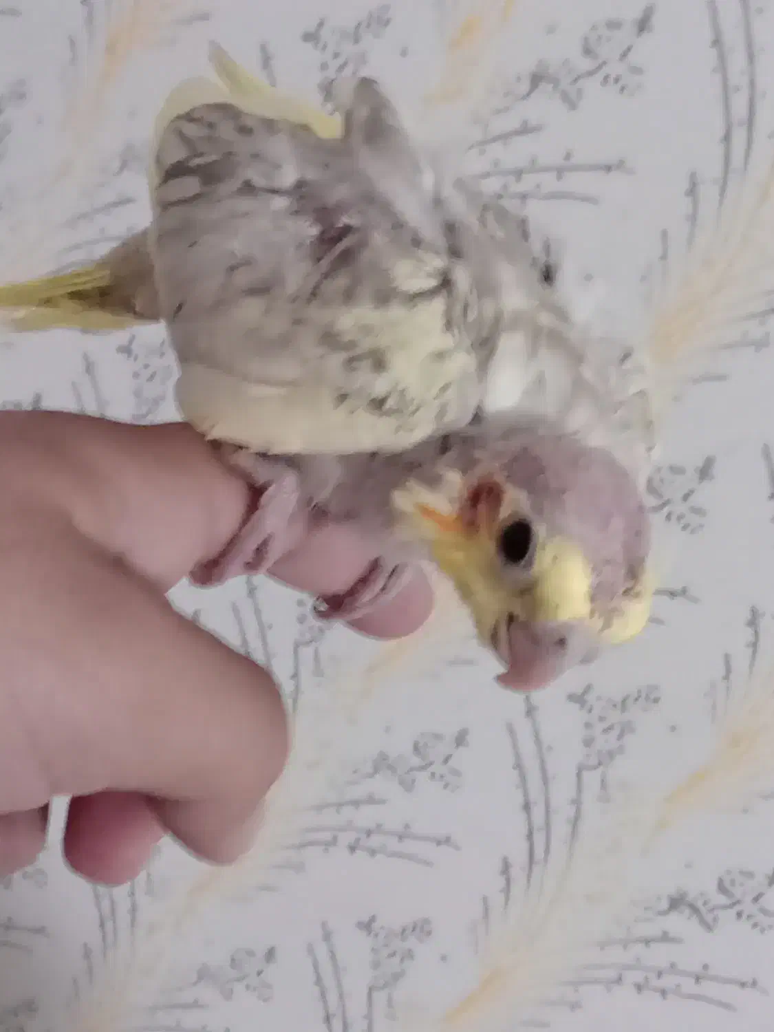 جوجه عروس هلندی|پرنده|الوند, |دیوار