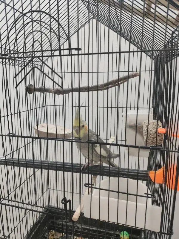 عروس هلندی سینامون نر شاه تخم اهلی|پرنده|آبادان, |دیوار