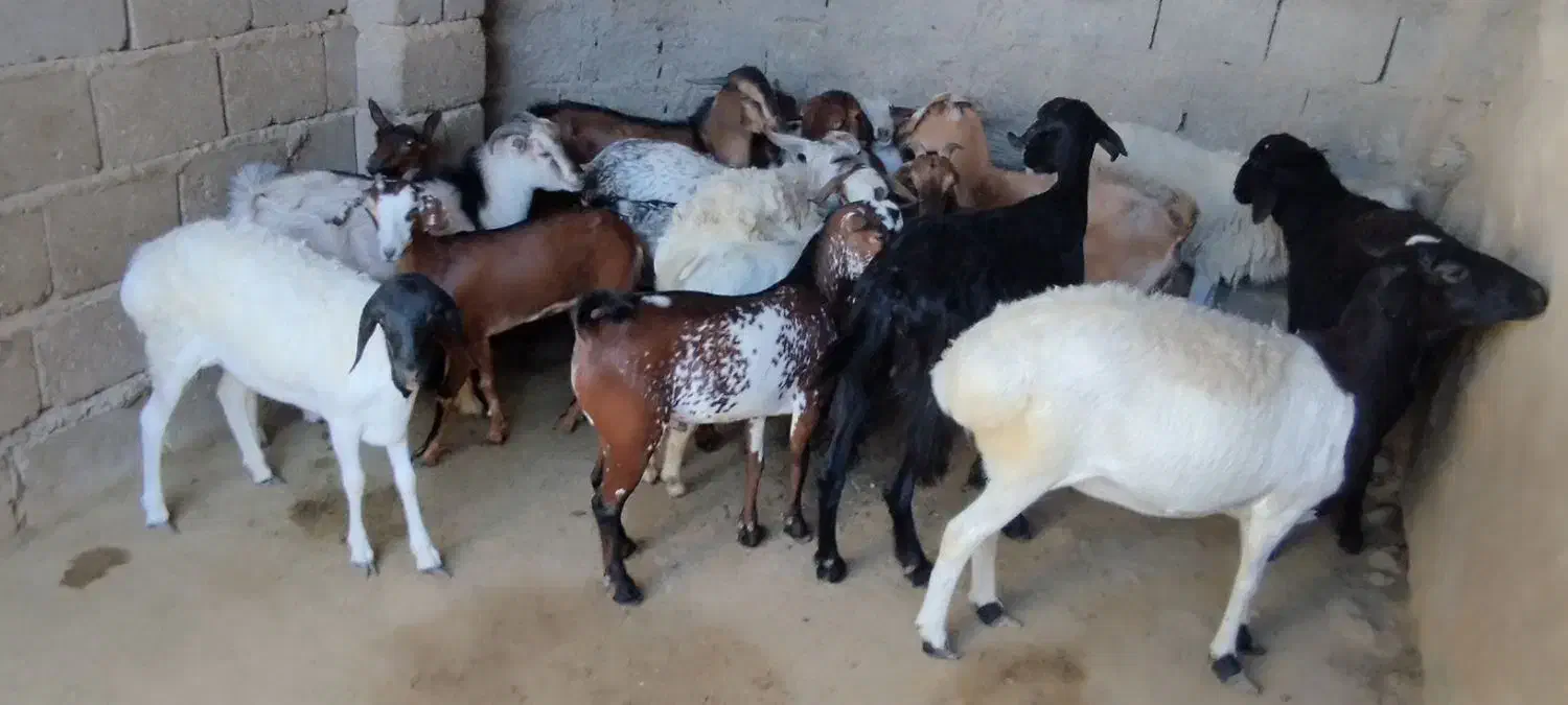 کهره نزار|حیوانات مزرعه|قشم, |دیوار