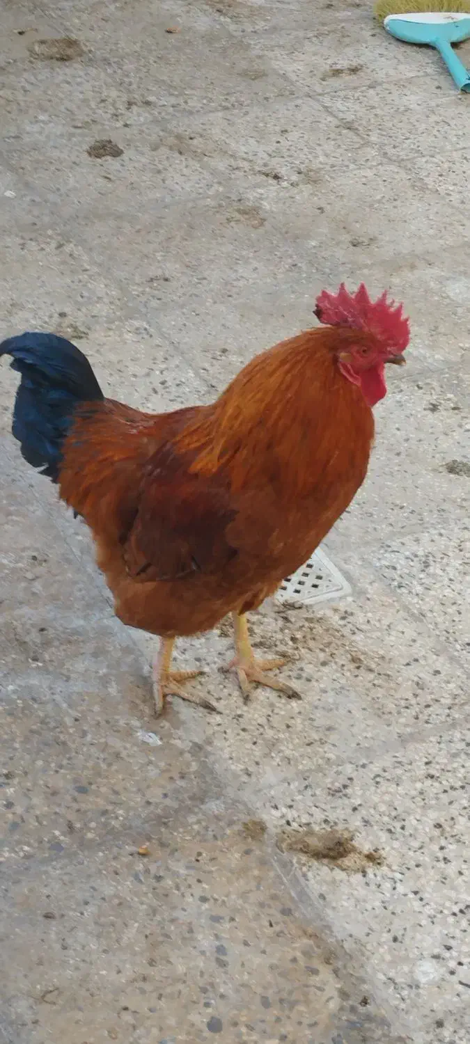 خروس محلی|حیوانات مزرعه|رباط‌کریم, شترخوار|دیوار