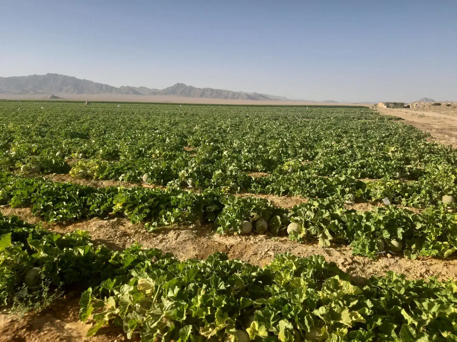 ۵۰هکتار زمین کشاورزی فروشی|فروش زمین و ملک کلنگی|شاهین‌شهر, بنیاد ازدواج|دیوار