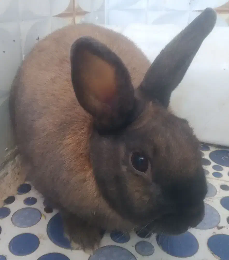 خرگوش لوپ|موش و خرگوش|بیرجند, |دیوار