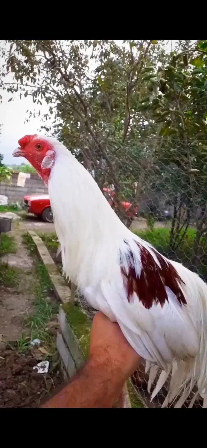 یوکوهاما اصل|حیوانات مزرعه|رودسر, |دیوار