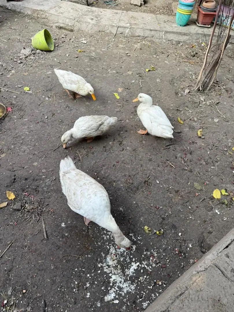 غاز و اردک|حیوانات مزرعه|گرگان, |دیوار