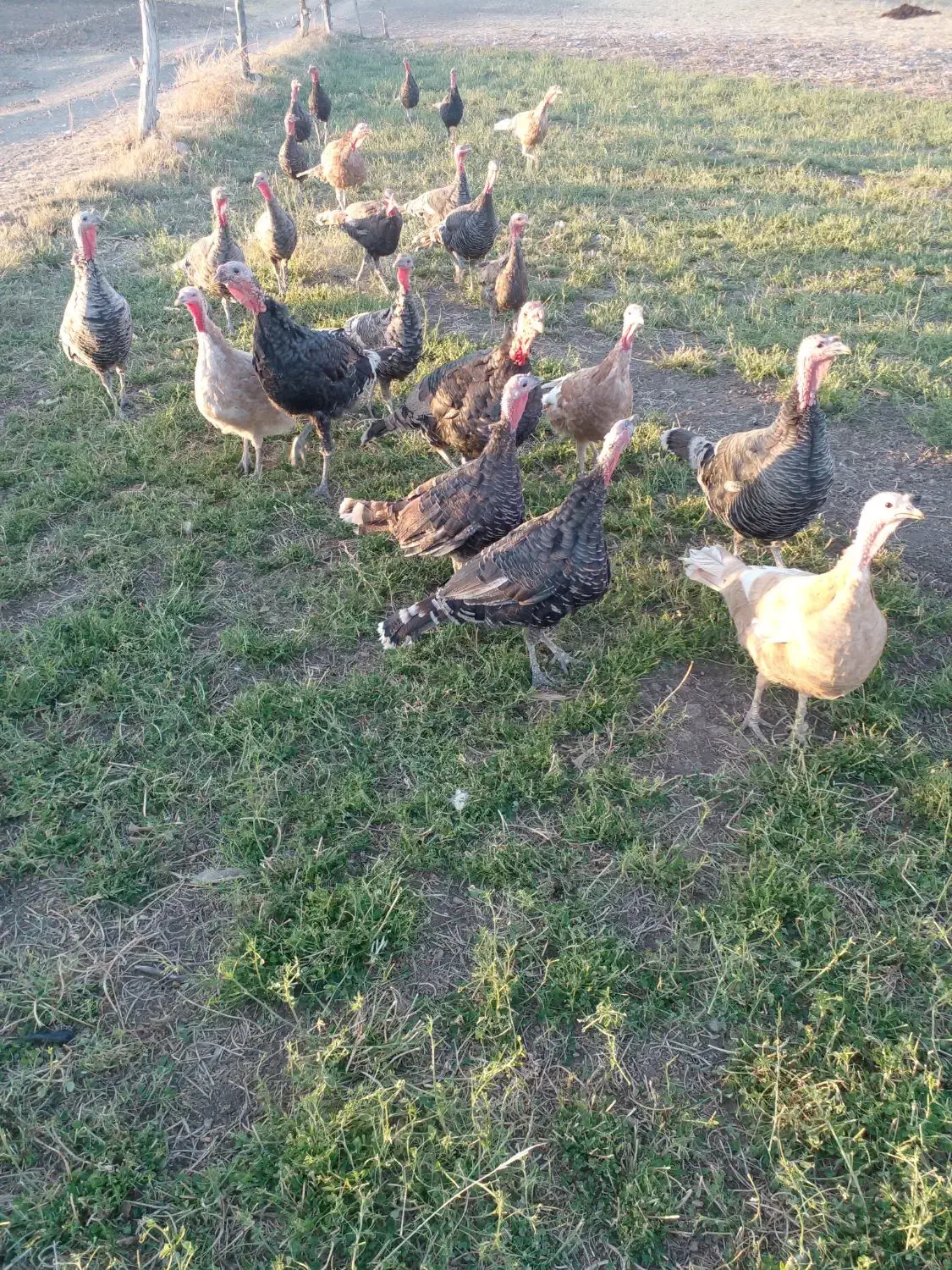 بوقلمون|حیوانات مزرعه|کرمانشاه, |دیوار