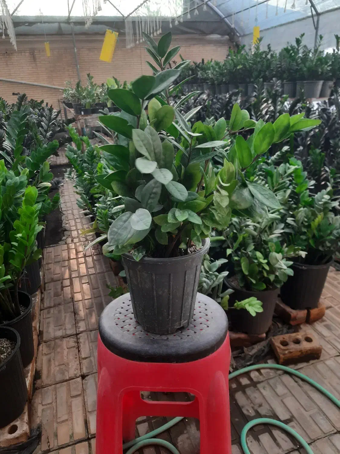 فروش ویژه زامیفولیا سبز بزرگ (به قیمت تولیدی)|گل و گیاه طبیعی|رفسنجان, |دیوار