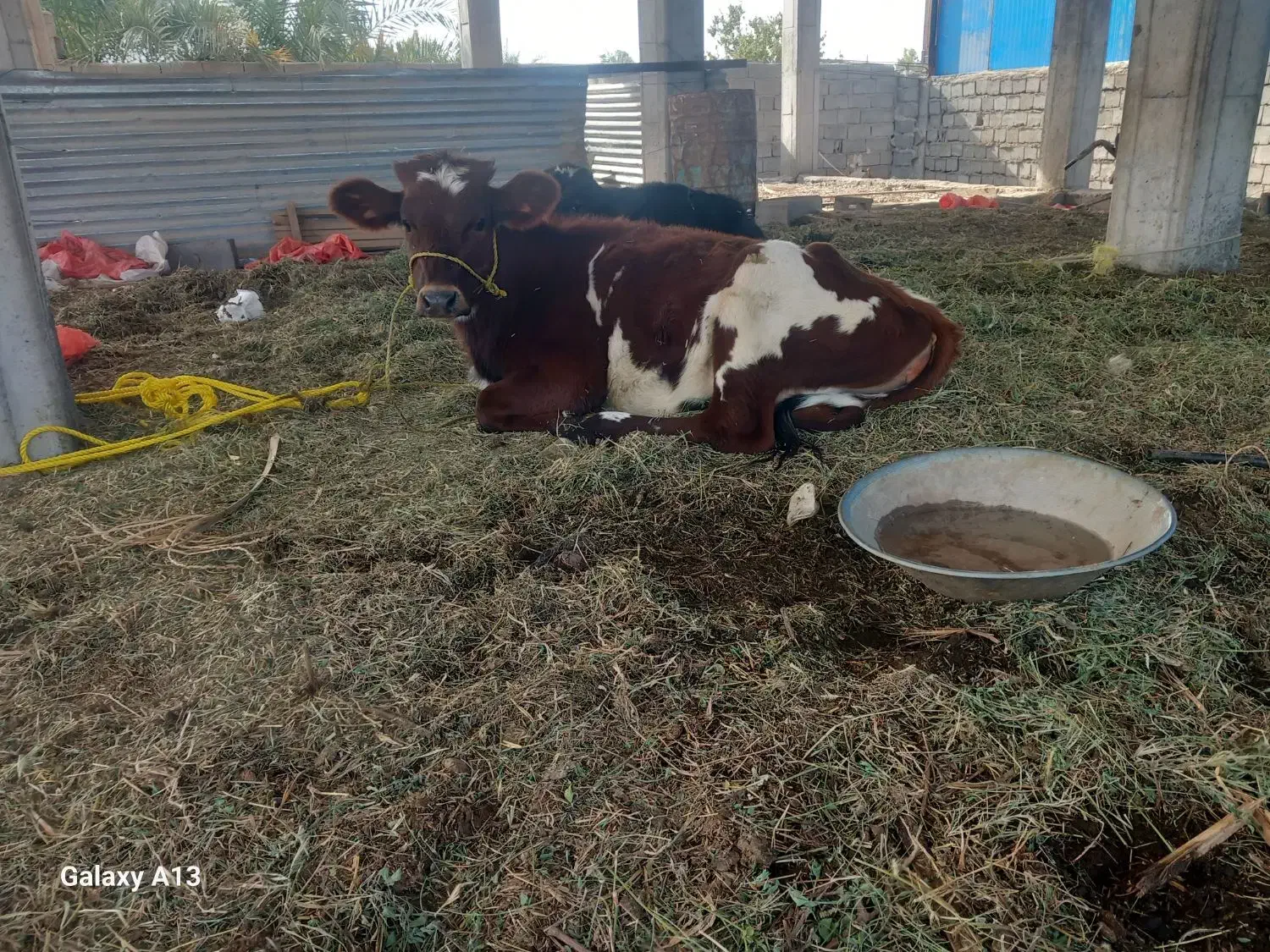 گاوفروشی|حیوانات مزرعه|بم, |دیوار