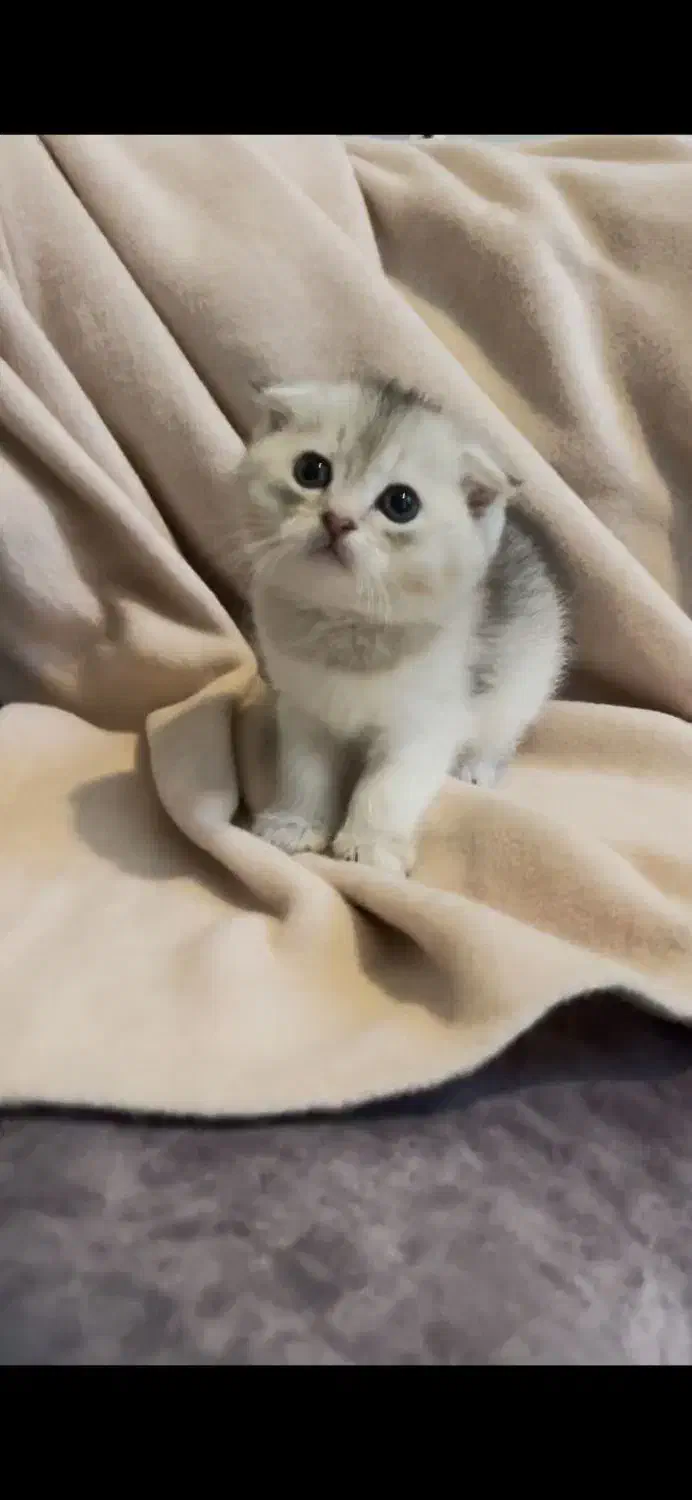 اسکاتیش کوچولو|گربه|تهران, دانشگاه شریف|دیوار