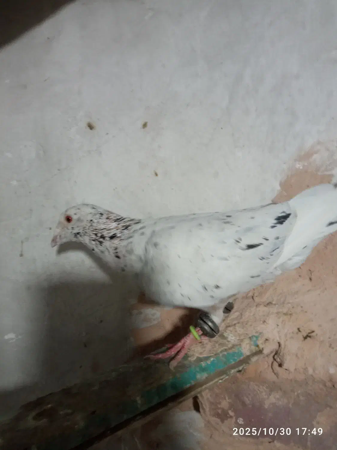 کفتر هفت رنگ نر تیکه دار|پرنده|سبزوار, قصبه شرقی|دیوار