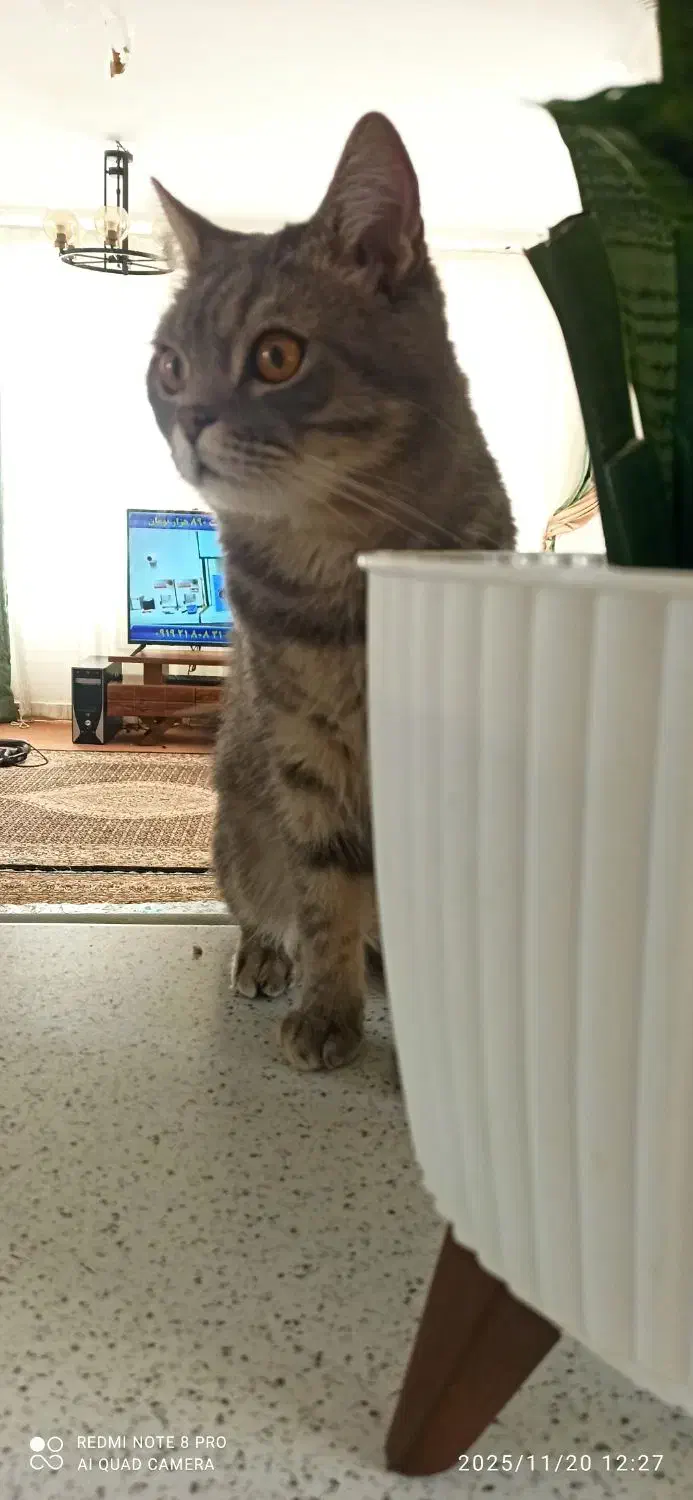 گربه اسکاتیش|گربه|تبریز, |دیوار