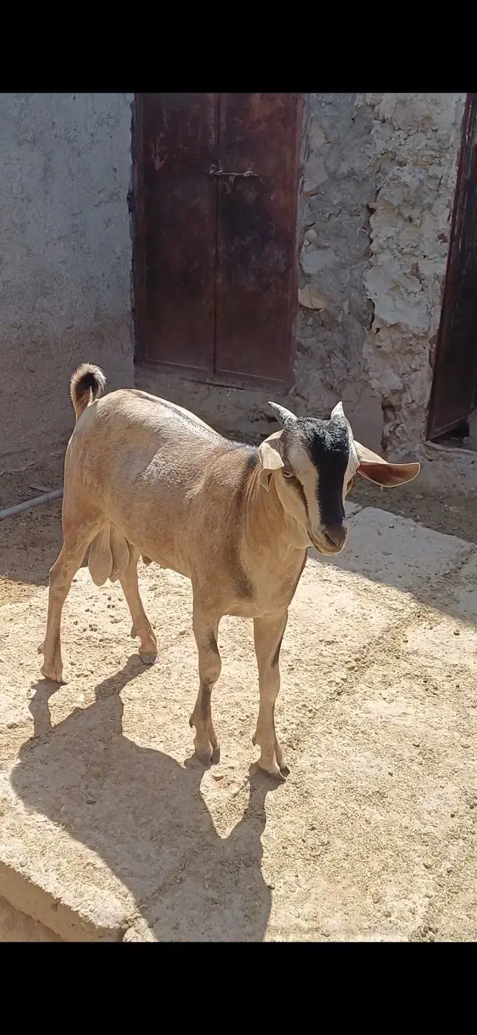 فروش کهر سومال|حیوانات مزرعه|بندرلنگه, |دیوار