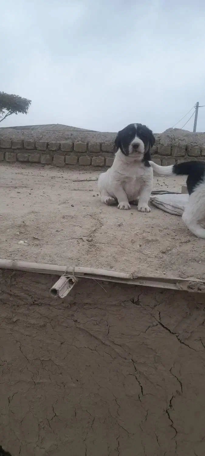 واگزاری توله آلبای اصل خت خون بالا با زمانت|سگ|گنبد کاووس, |دیوار