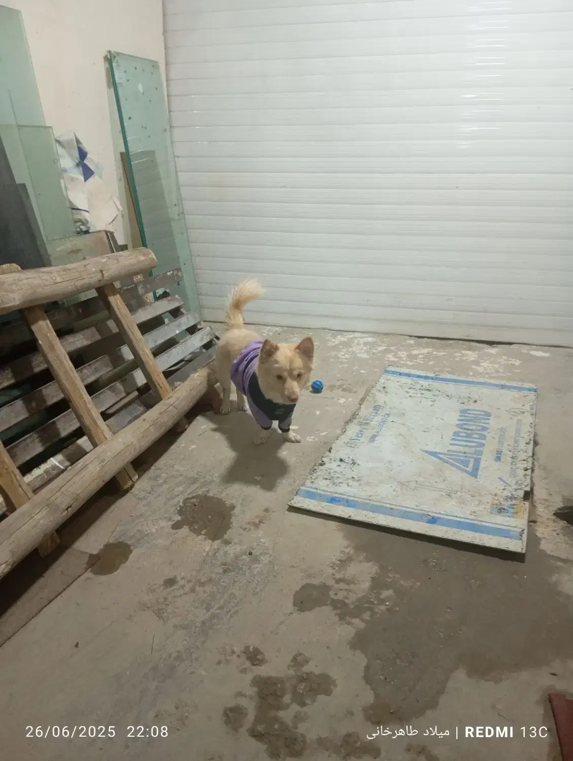 سگ پاکوتاه|سگ|تاکستان, |دیوار