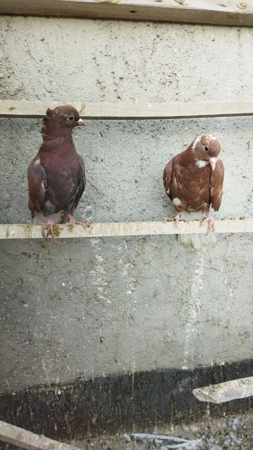 پرنده ساده اصلی کل|پرنده|نیشابور, شهید بهشتی|دیوار