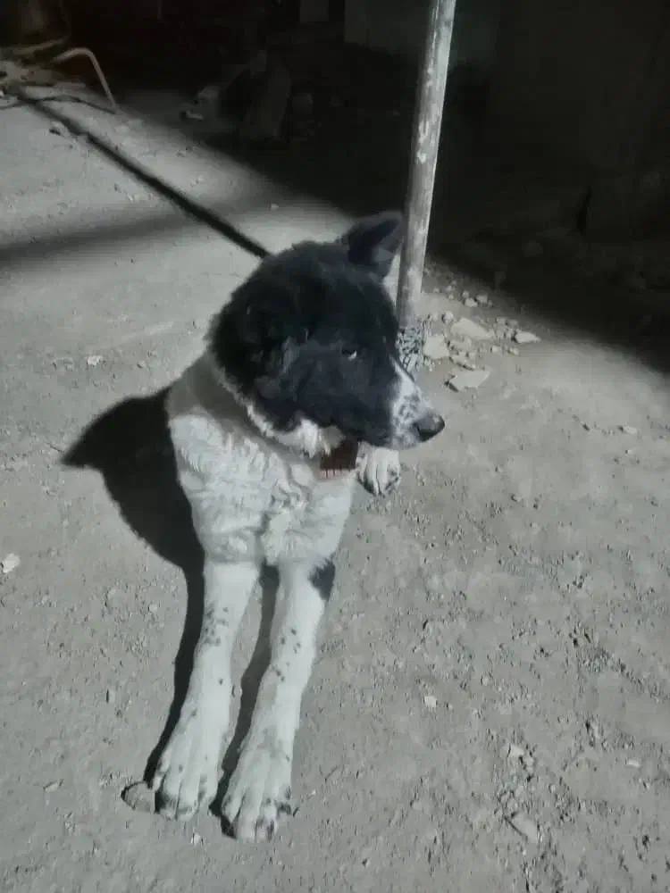 سگ نگهبان زرنگ|سگ|مشهد, آبادگران|دیوار