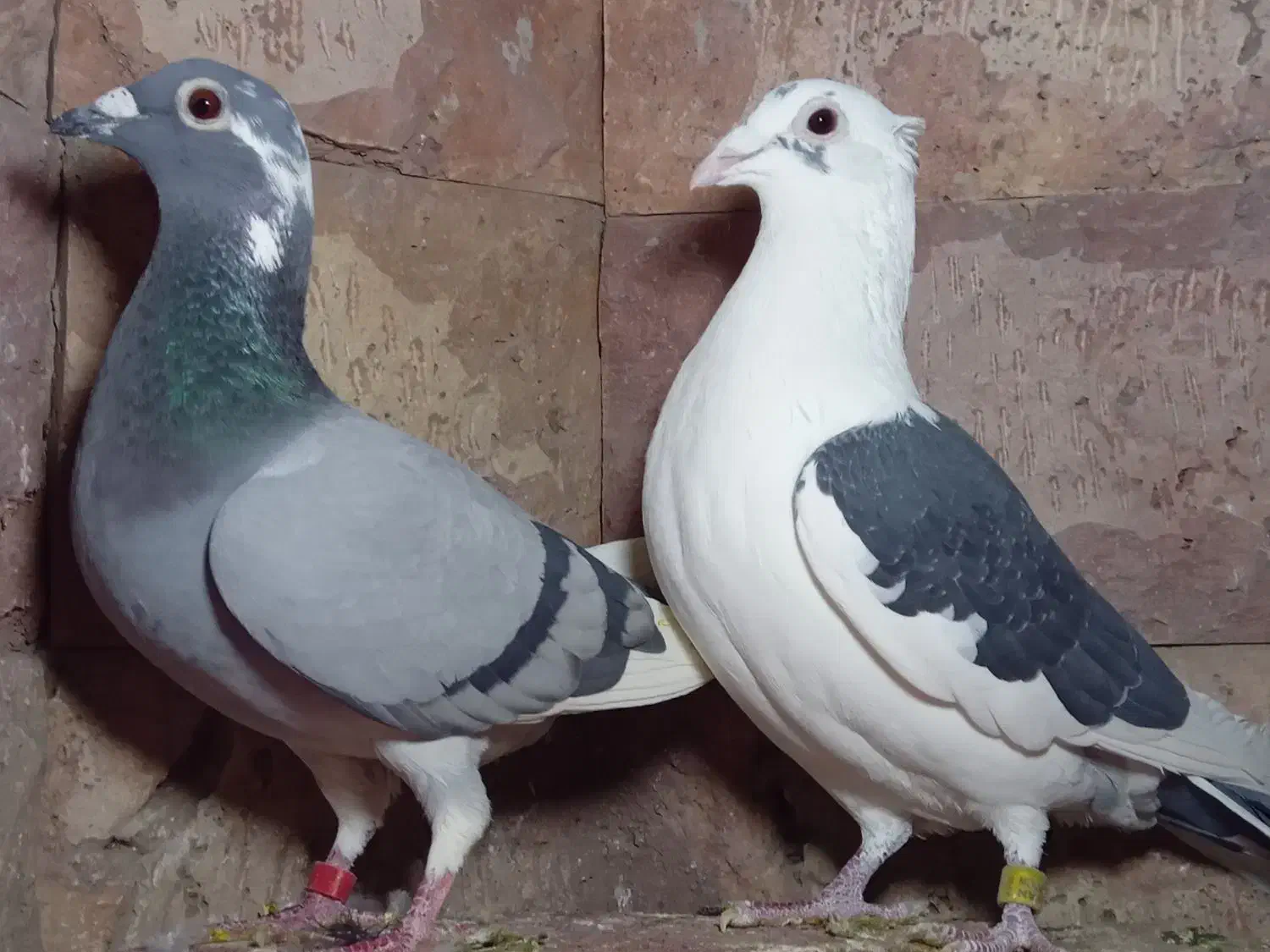 کبوتر مسافتی|پرنده|مشهد, آزادشهر|دیوار