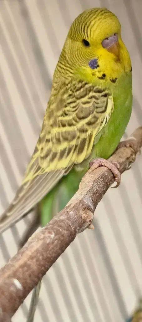 مرغ عشق انگلیسی قناری|پرنده|اهواز, زیتون کارمندی|دیوار