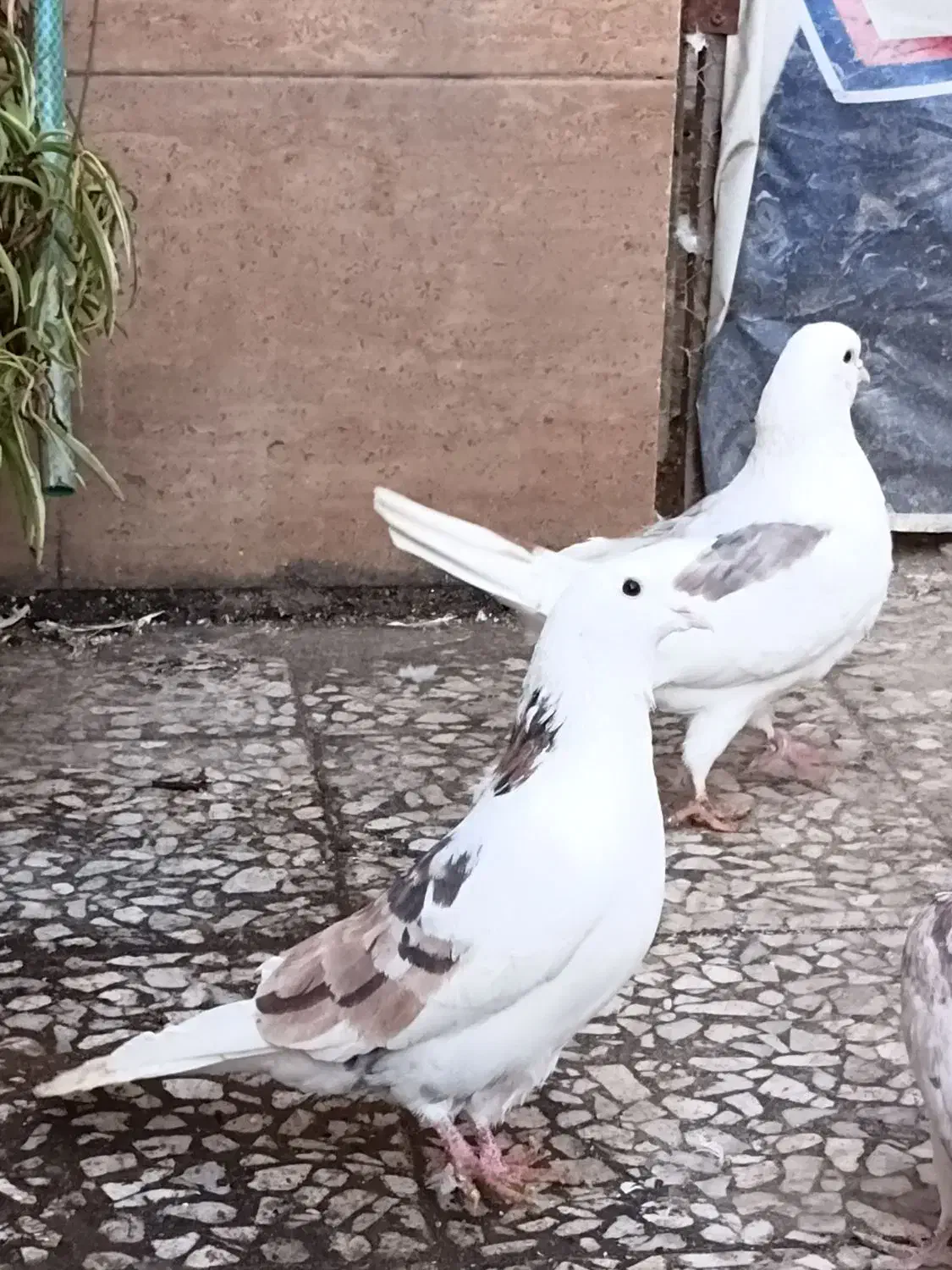 کبوتر|پرنده|رشت, جانبازان|دیوار