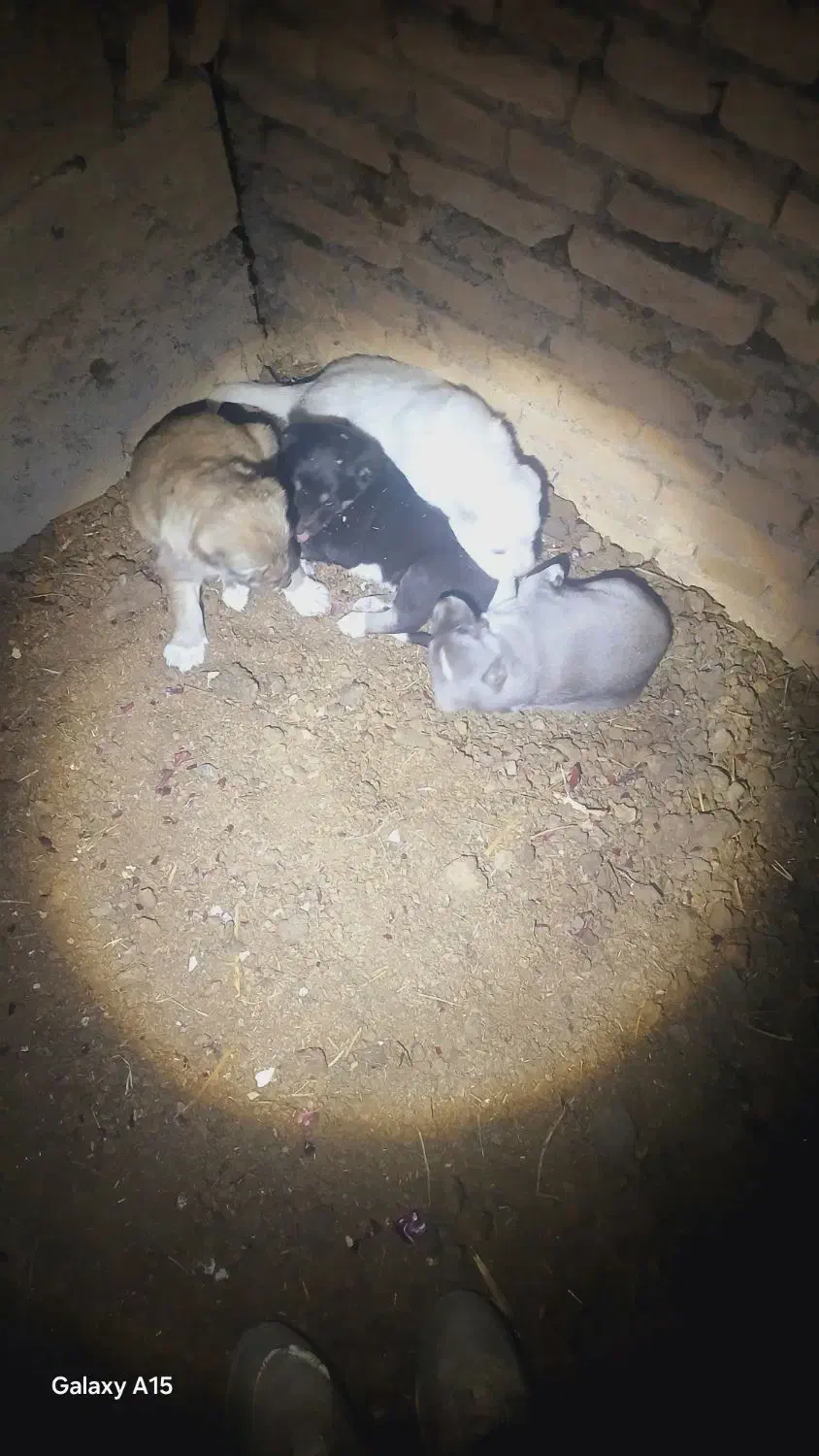 تولههای نر|سگ|میاندوآب, |دیوار