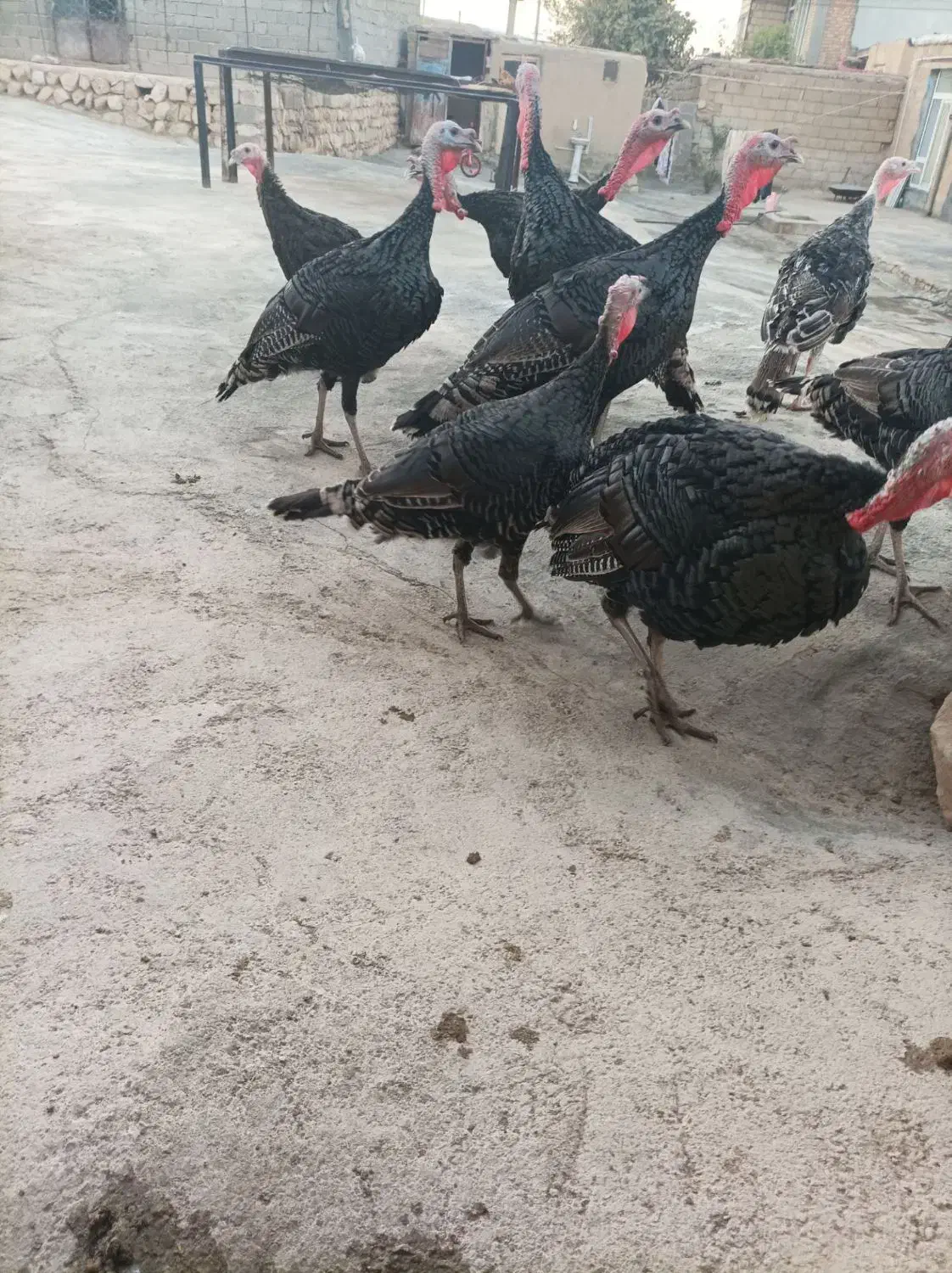 بوقلمون نر|حیوانات مزرعه|زرنه, |دیوار