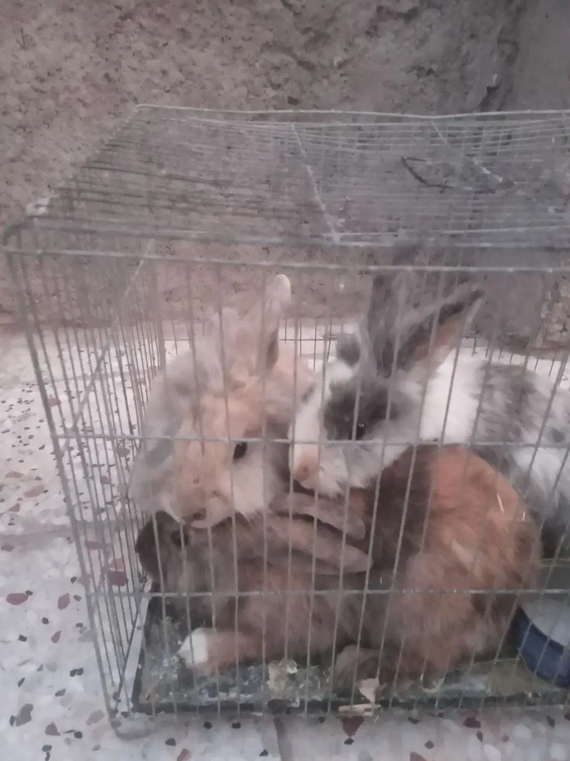 خرگوش لوپ پشمالو|موش و خرگوش|رفسنجان, |دیوار