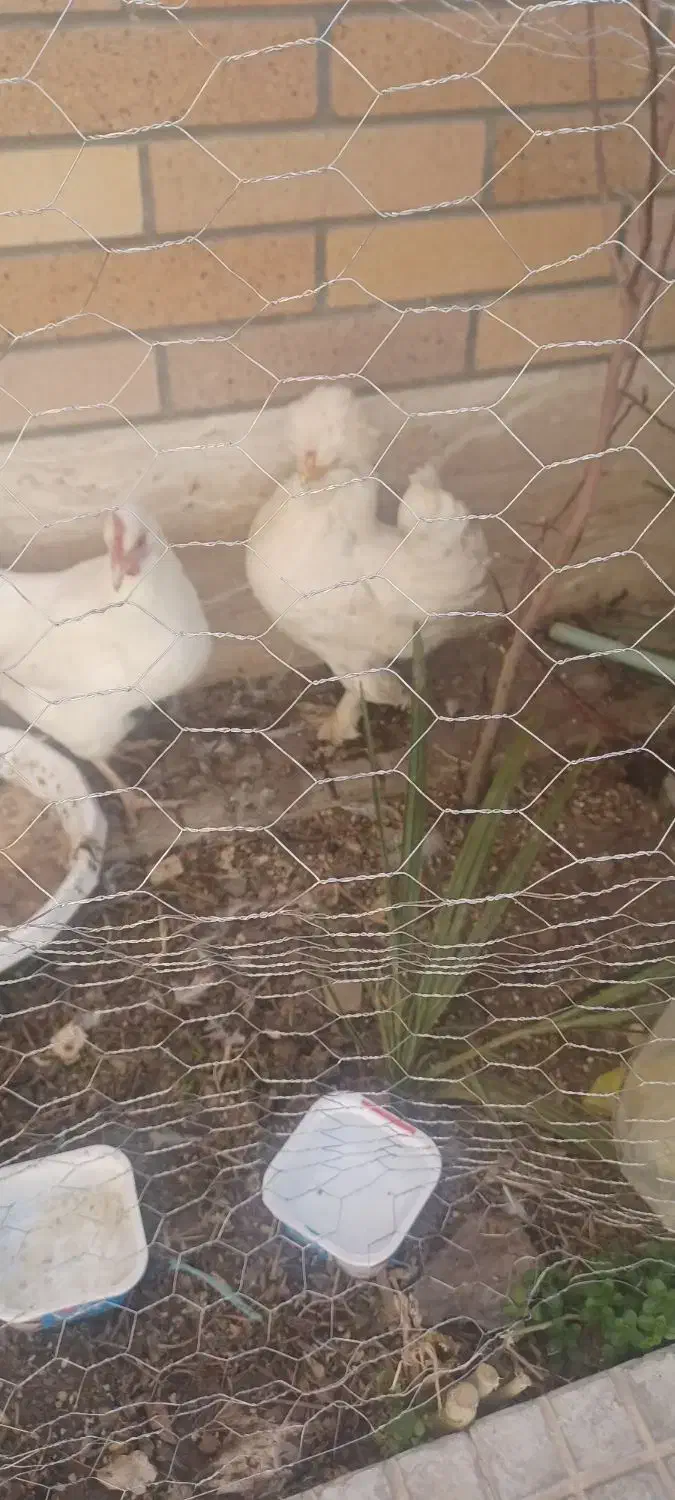 مرغ محلی|حیوانات مزرعه|فولادشهر, C1|دیوار