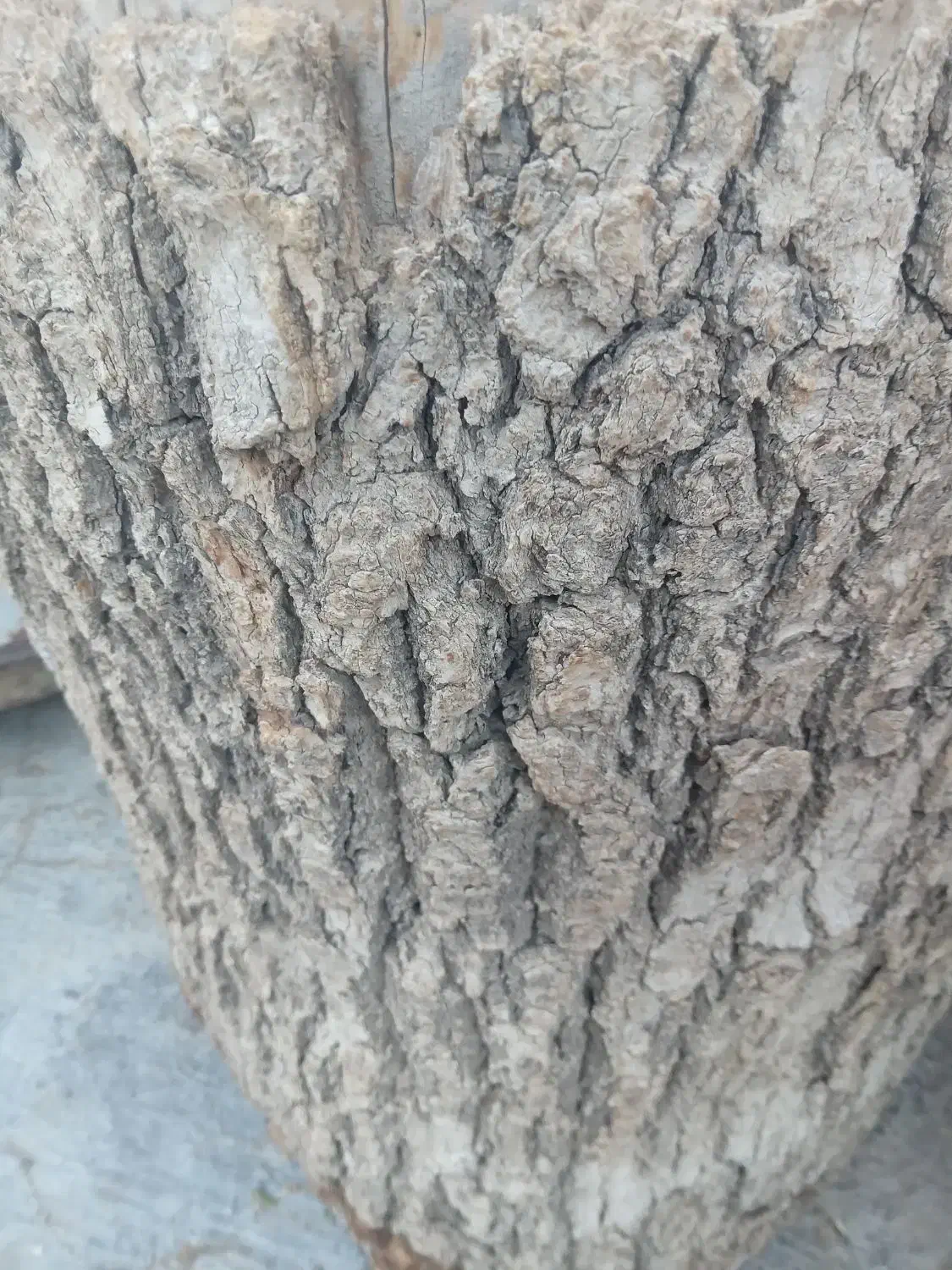 خرید چوب مرکبات وهرس وبرش هر نوع درختی بجز جنگلی|خدمات باغبانی و درختکاری|کازرون, |دیوار