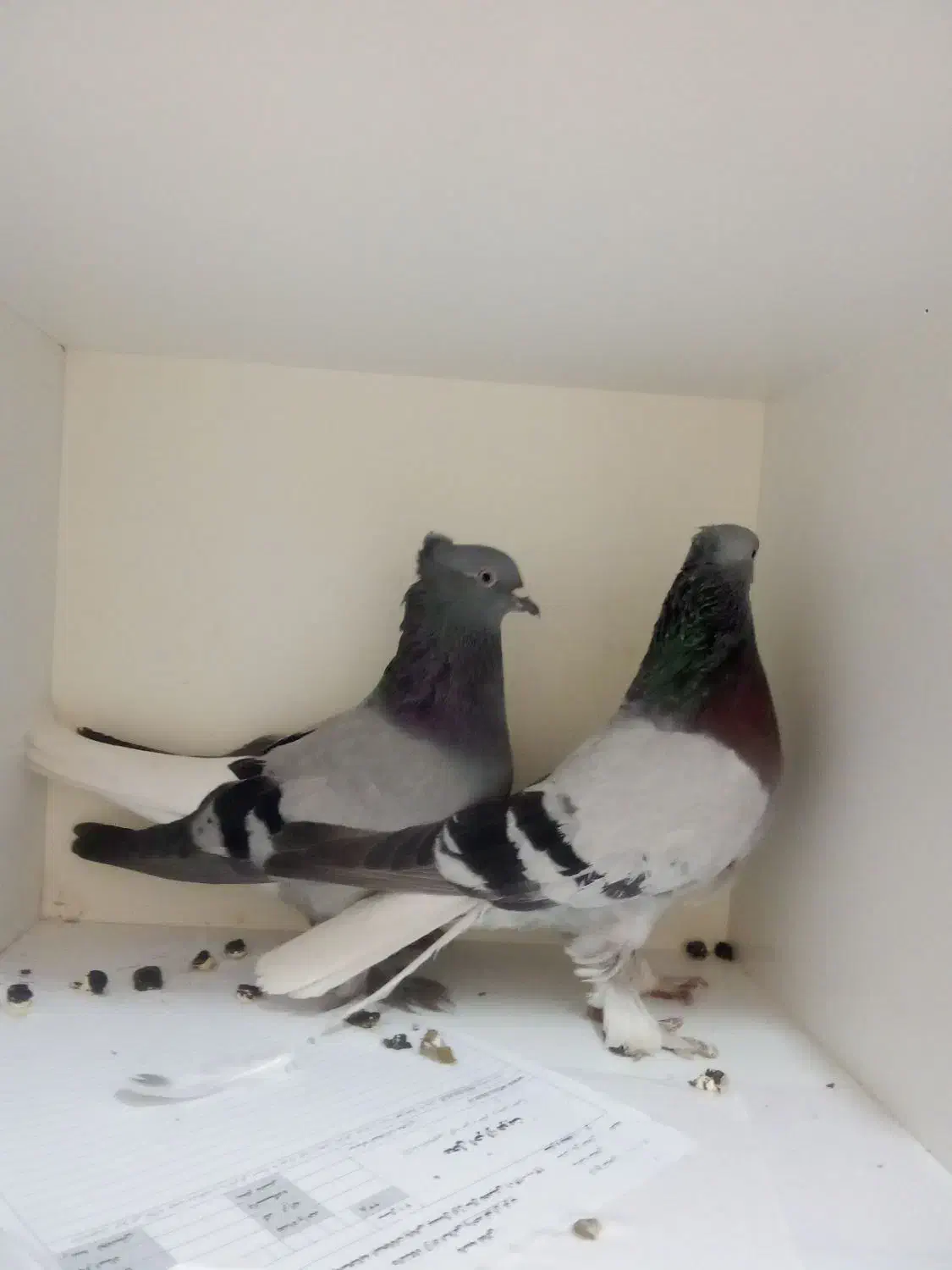 دو جفت سبز کفتر سبز دم سفید عطیقه|پرنده|تهران, تهرانپارس جنوبی|دیوار