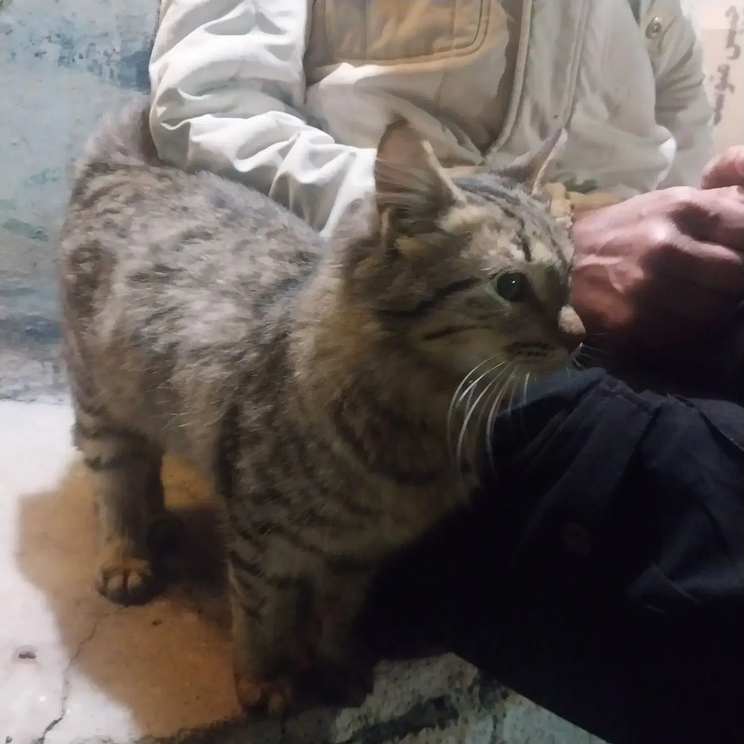 فروش گربه خونگی|گربه|دزفول, |دیوار