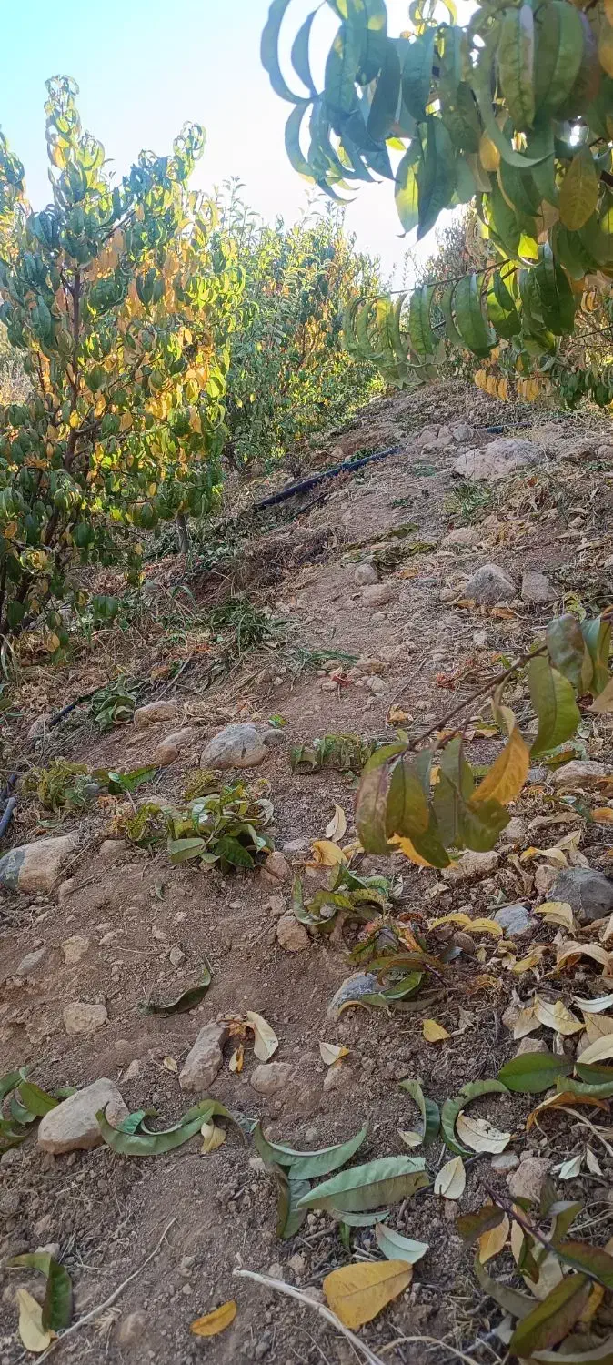 انجام کلیه ی کارهای باغ و باغچه|خدمات باغبانی و درختکاری|بروجرد, |دیوار