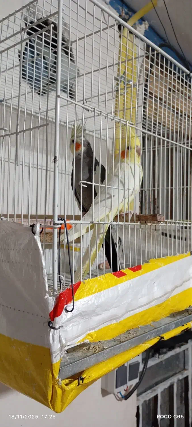 عروس هلندی|پرنده|مشهد, باغ فراگرد|دیوار