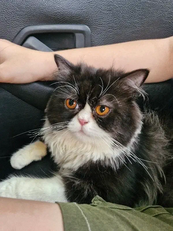 گربه پرشین نر|گربه|رشت, سلیمانداراب|دیوار