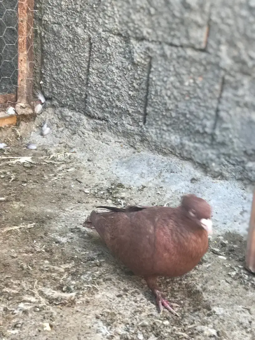 کفتر سرخ،سار،کرواتی|پرنده|شیروان (خراسان), |دیوار