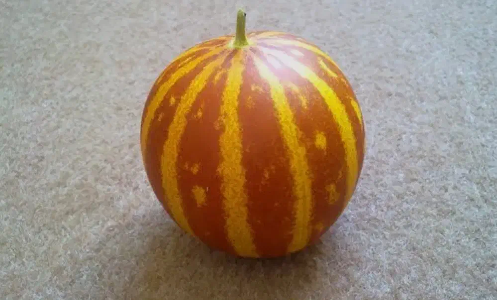 راهنمایی|فعالیت داوطلبانه|کرمانشاه, |دیوار