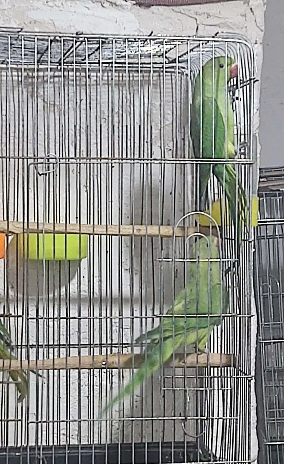 جوجه ملنگو پنج‌ ماهه|پرنده|محمدیه-قزوین, |دیوار