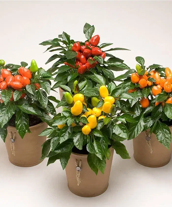 نیازمند کار|استخدام صنعتی، فنی، مهندسی|جم, |دیوار