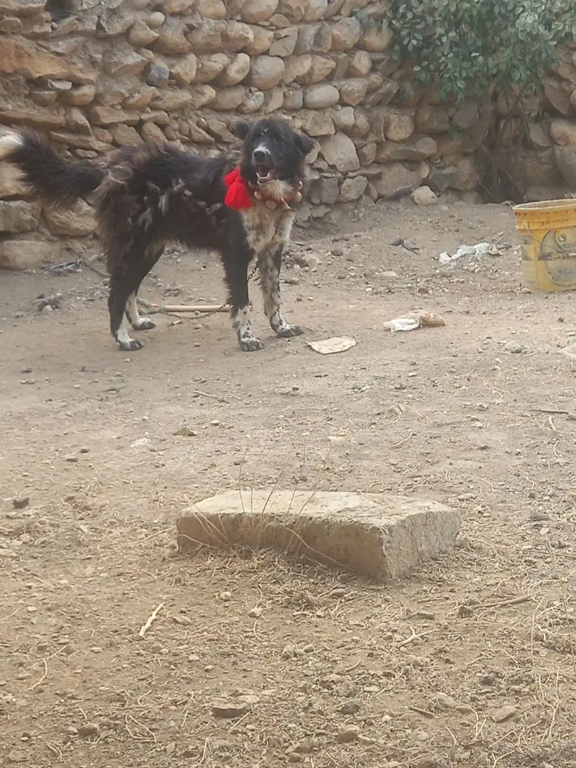 سگ قدرجونی دهن پاک جونوری|سگ|فریدونشهر, |دیوار