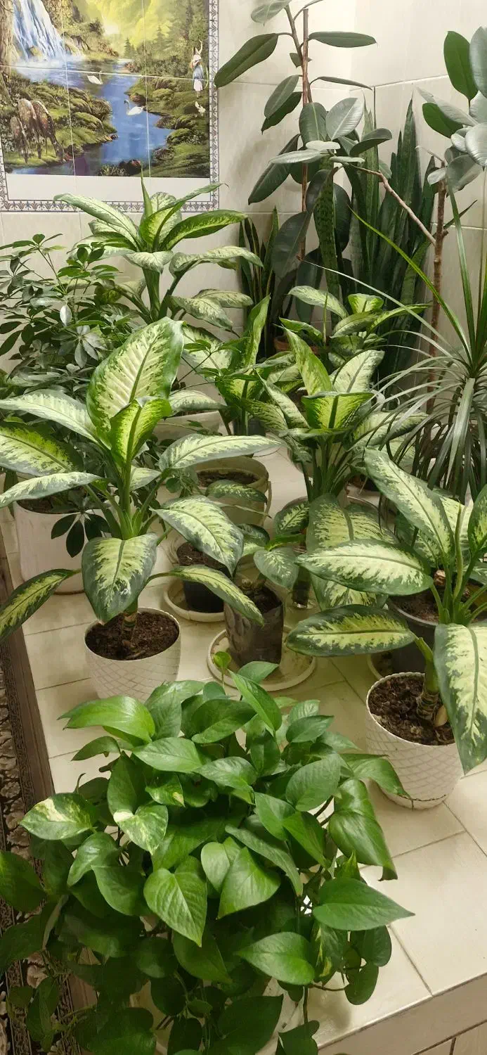 گل و گیاه|گل و گیاه طبیعی|درودزن, |دیوار