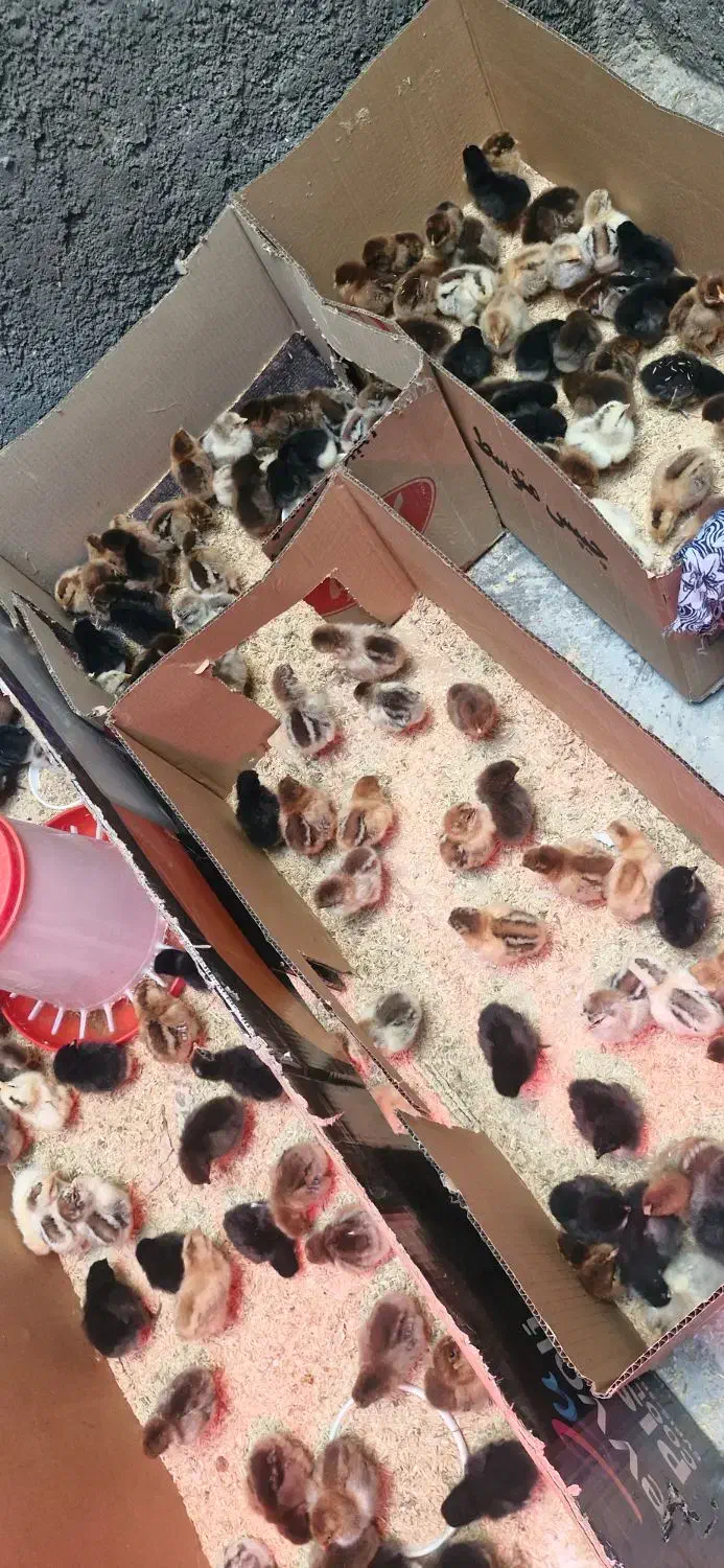 جوجه محلی پنج روزه 45تومان|حیوانات مزرعه|دهدشت, |دیوار