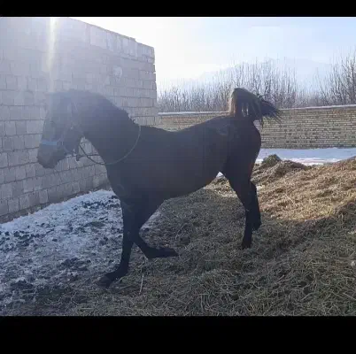 جوان اسب کرد|اسب و تجهیزات اسب‌سواری|سیلوانه, |دیوار