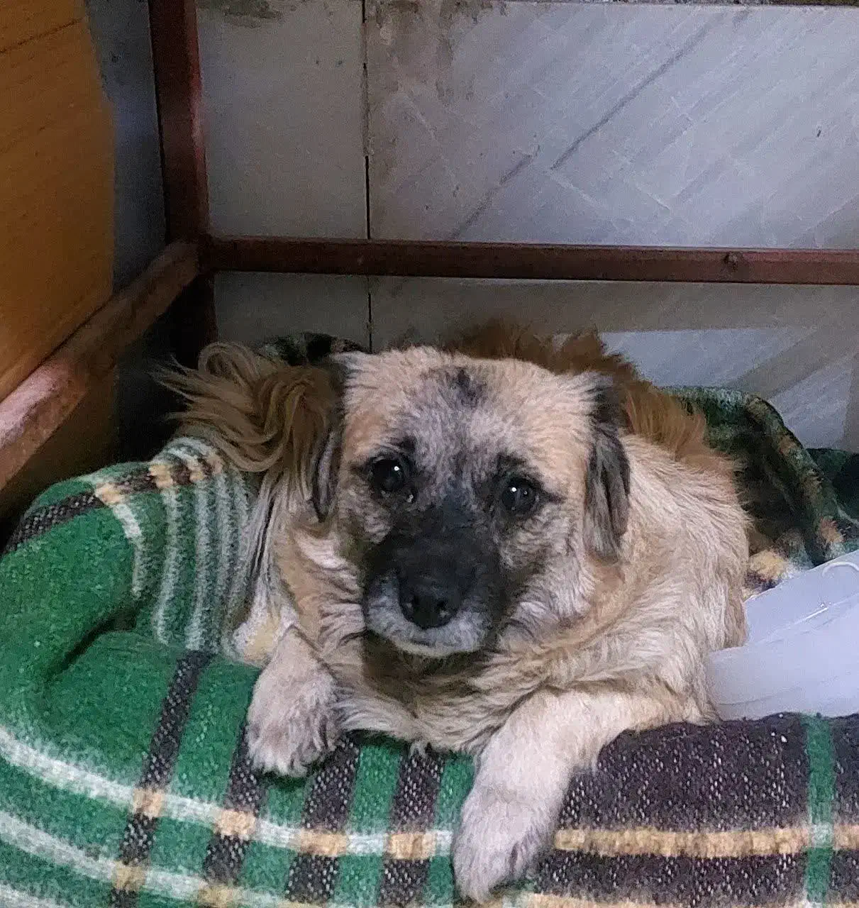 سگ پاپی|سگ|مبارکه, |دیوار